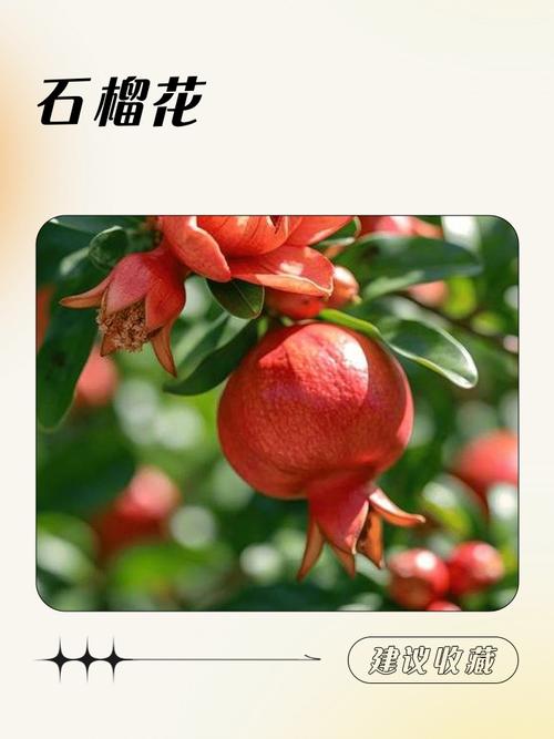 石榴花app最新版下载v1.0.8