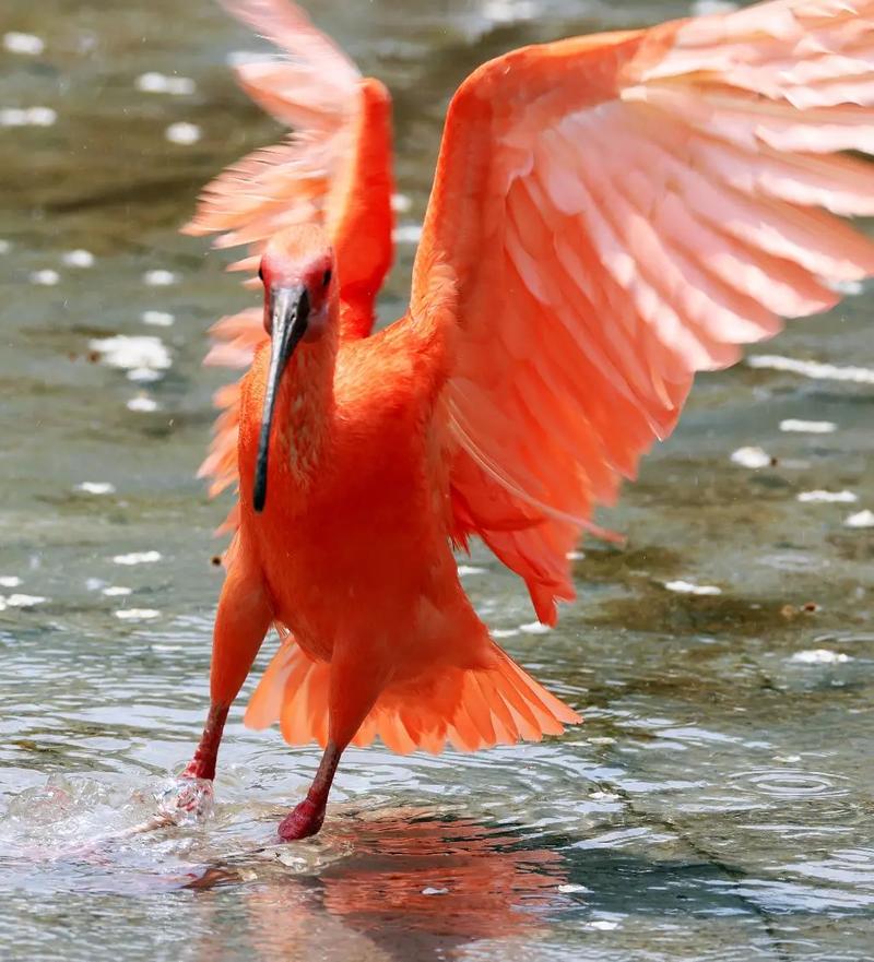 火烈鸟tv版下载2025最新版