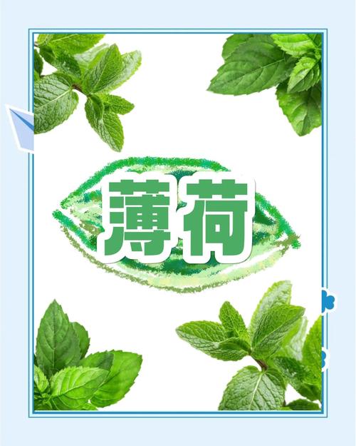 薄荷壁纸app下载免费版