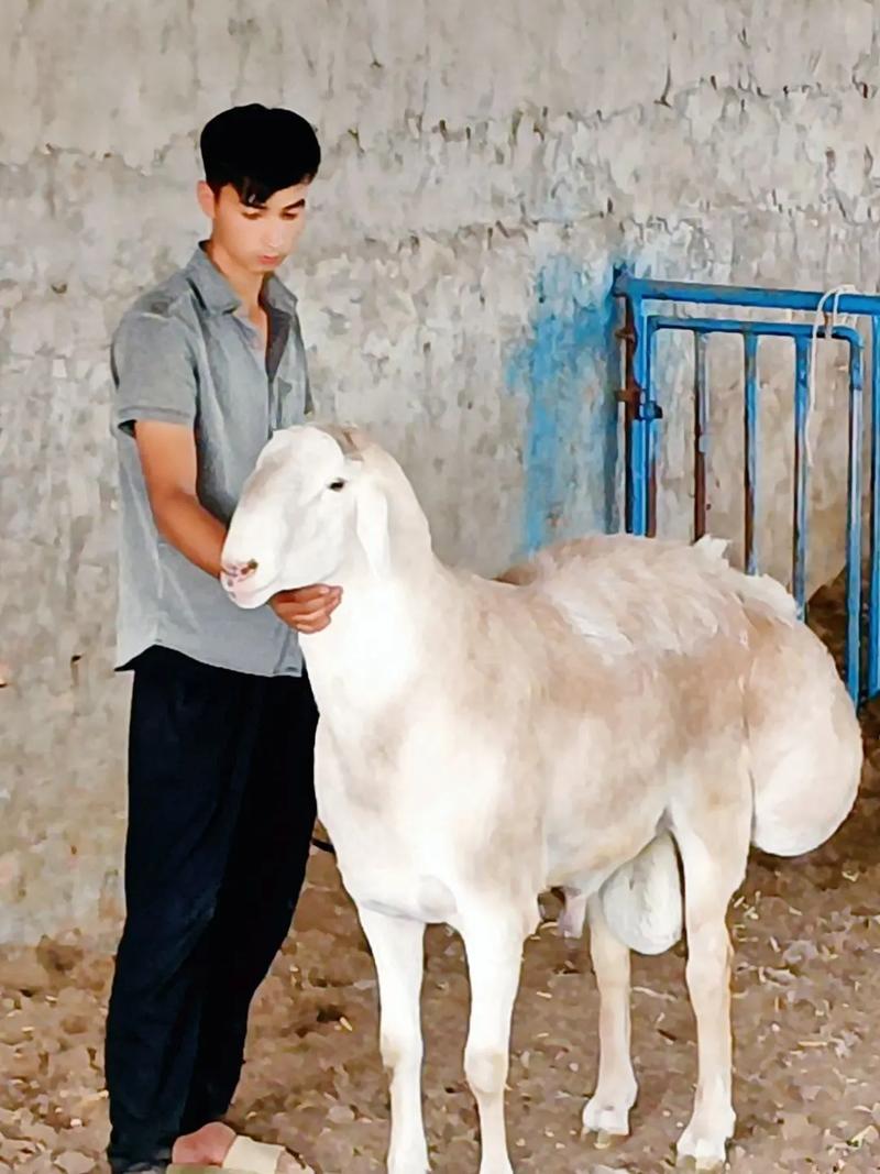 公羊直播最新版