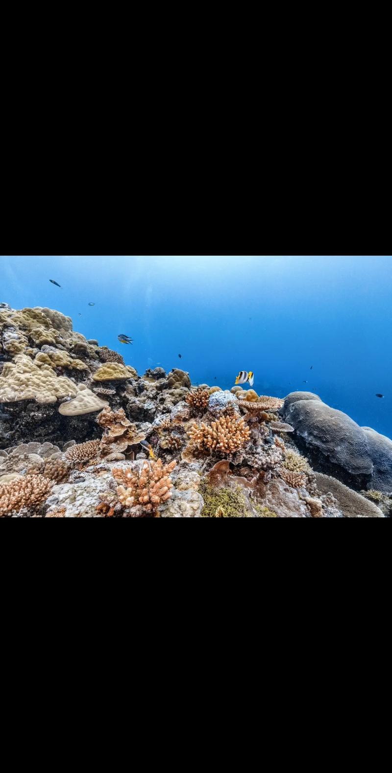 珊瑚直播国际版