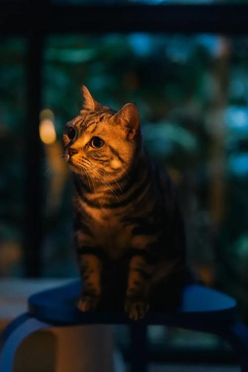 小猫直播手机版 v6.4.9安卓版