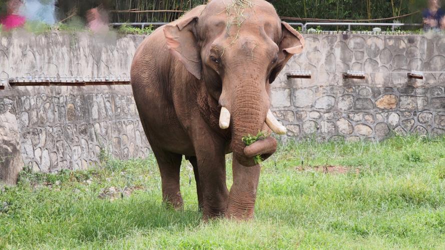 大象视频2025版下载