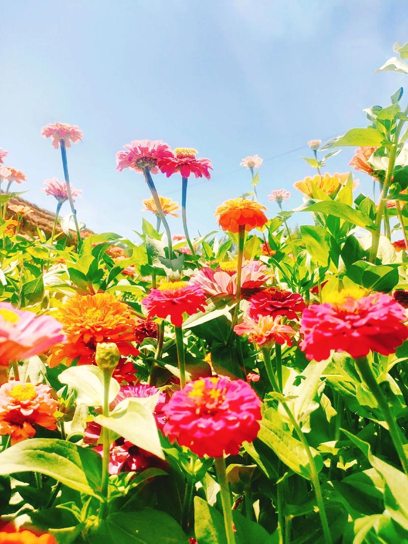 夏花直播2025最新版截图