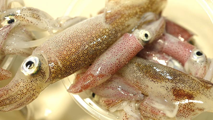 鱿鱼视频最新版本