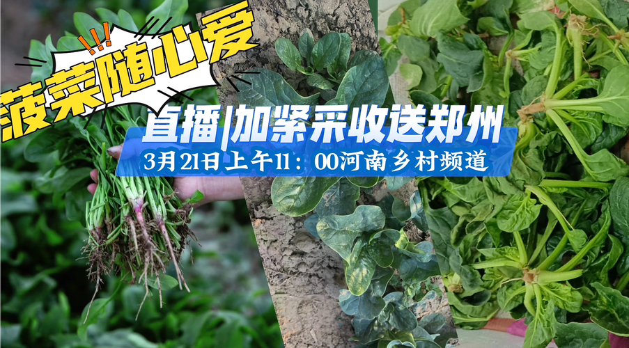 爱菠菜直播最新版