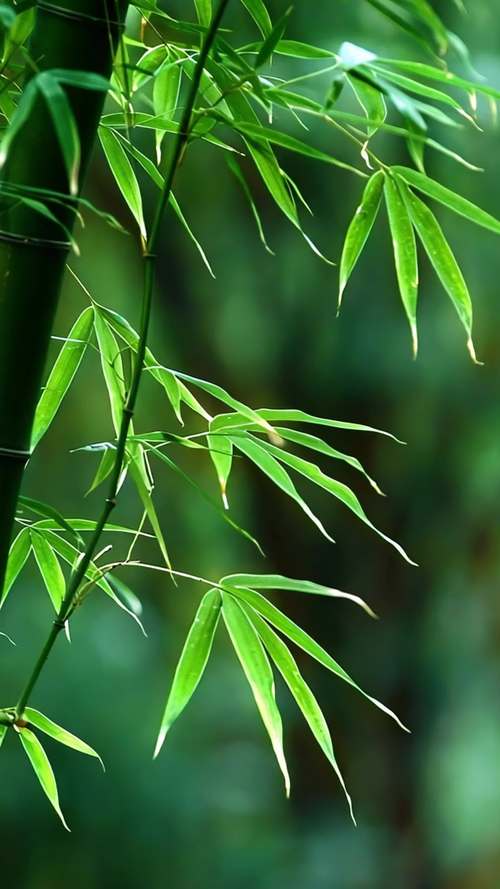 竹叶视频纯净版