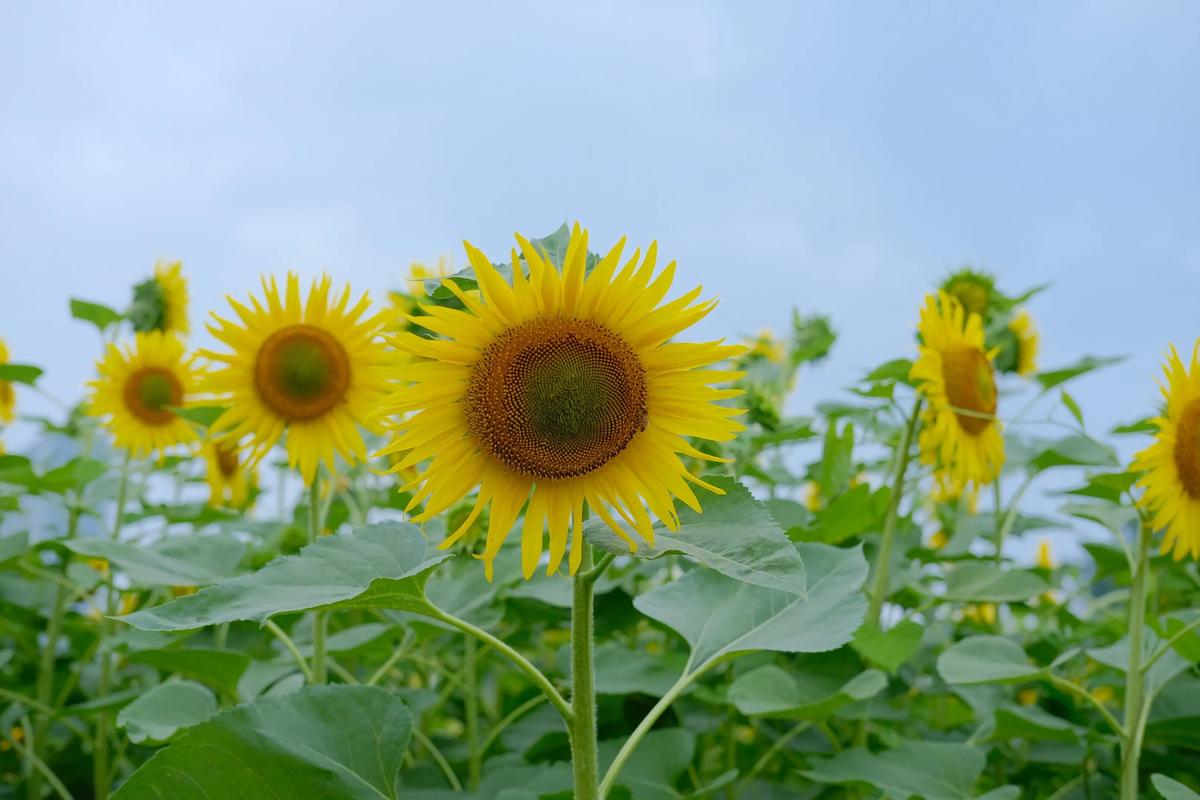 向日葵短视频隐藏版