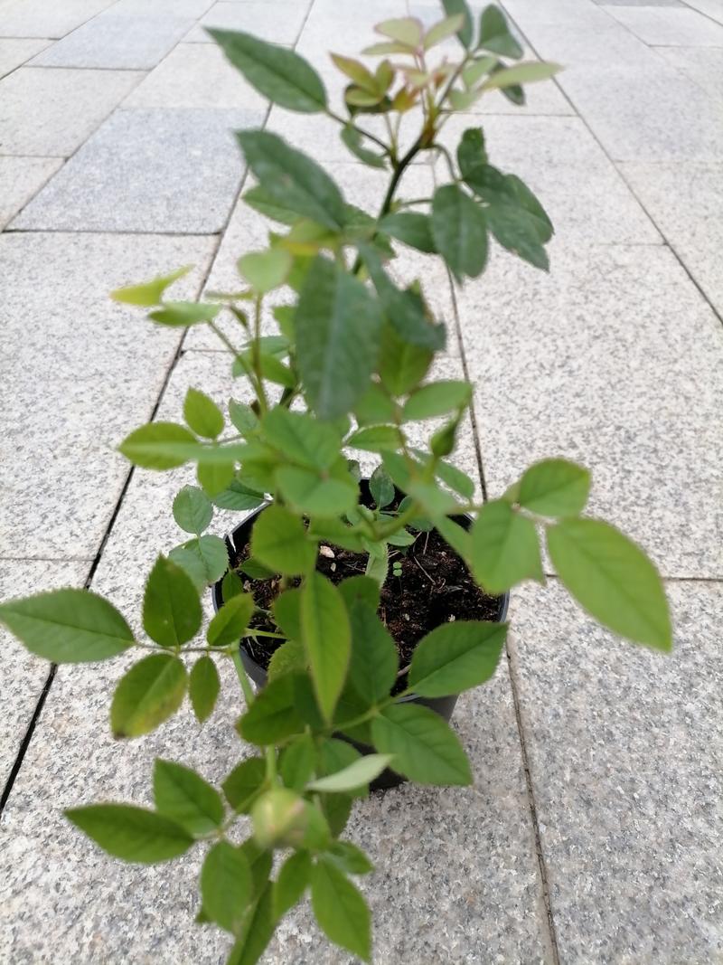 懒猫影仓2026最新版