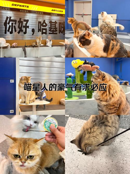 猫放时光最新版本截图
