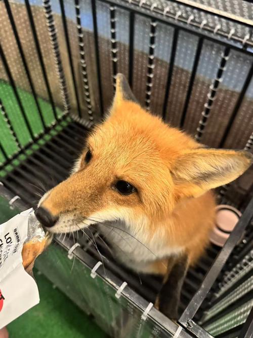 狐狸视频在线观看截图