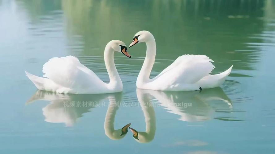 天鹅视频会员版截图