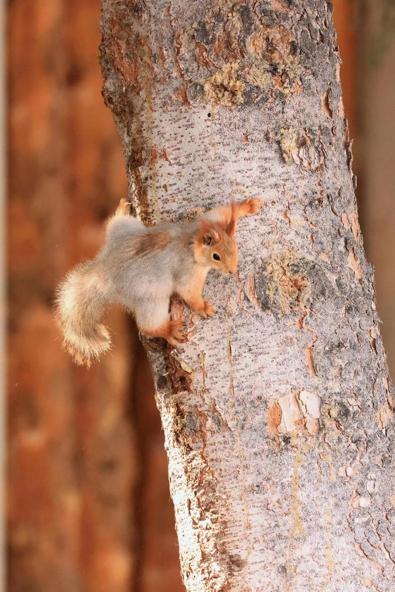 松鼠视频2026官方下载安卓版v4.6.0