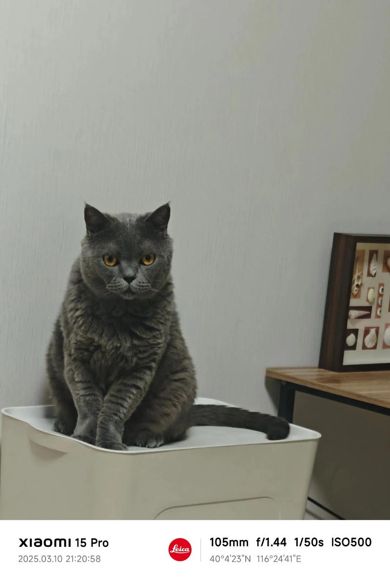 蓝猫视频无广告版2025最新版下载截图