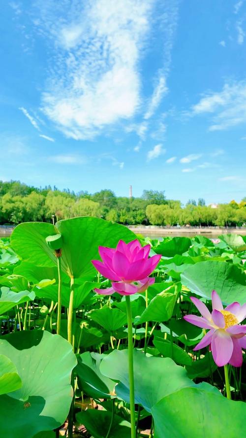 9:1荷花短视频免费版下载