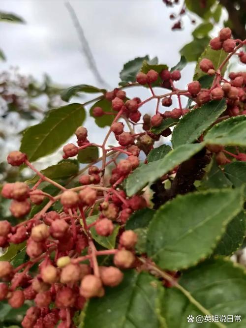 花椒vlog最新版截图