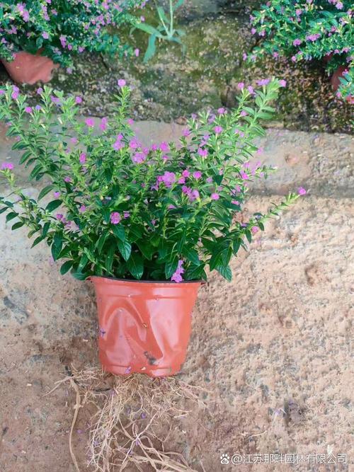 漫天星2.3.6纯净版