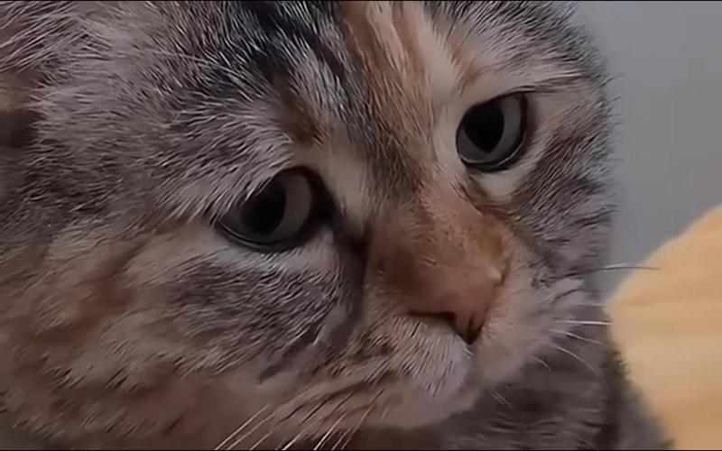 猫咪视频旧版本截图