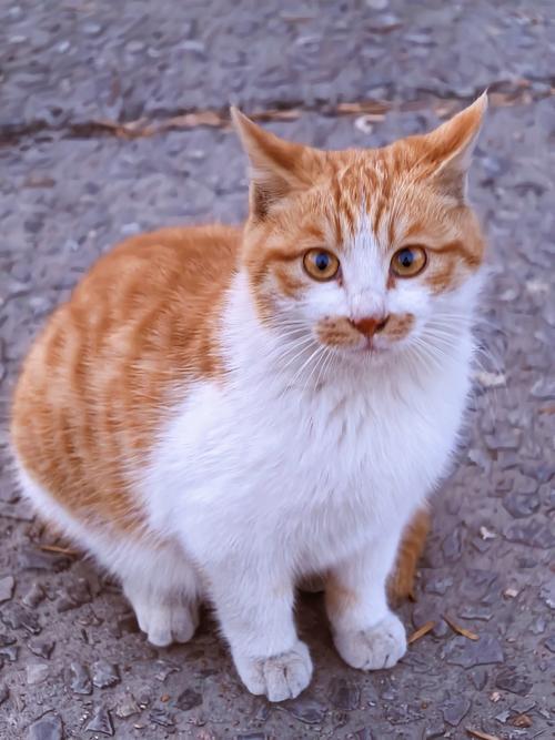 橘猫4K下载最新版