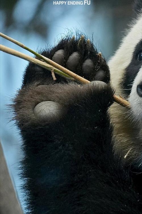 熊猫掌上视频截图