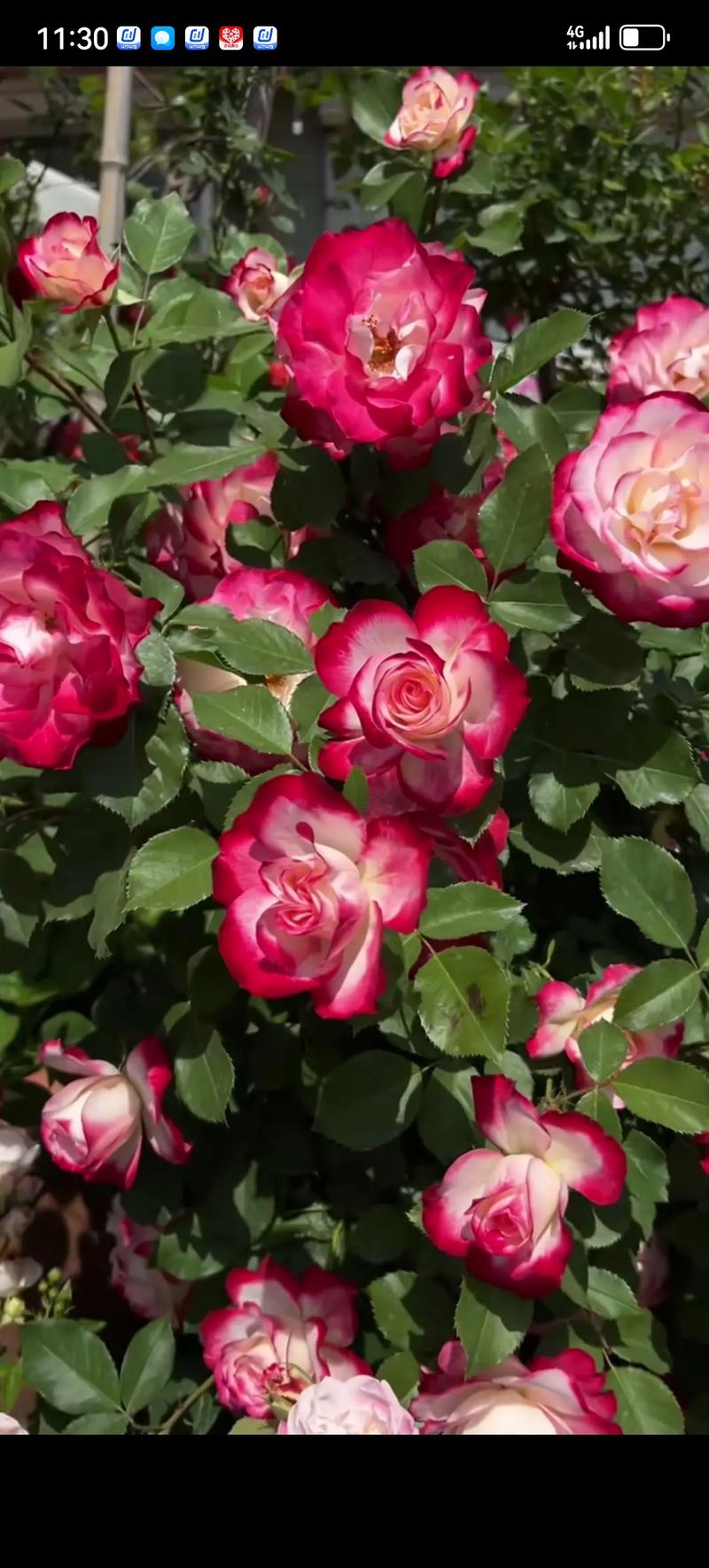 月季直播游客版7566下载v8.0.7