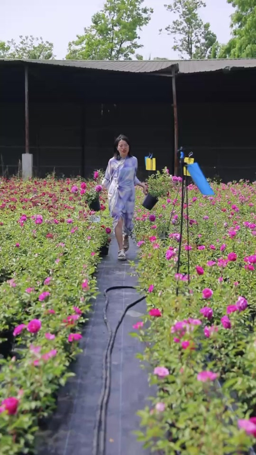 月季直播游客版