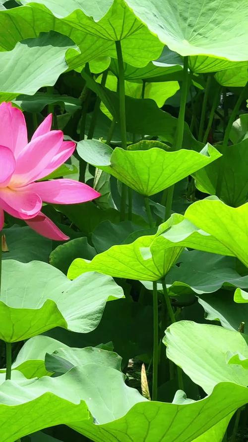 荷花视频6626tv免费版下载v2025安卓版截图