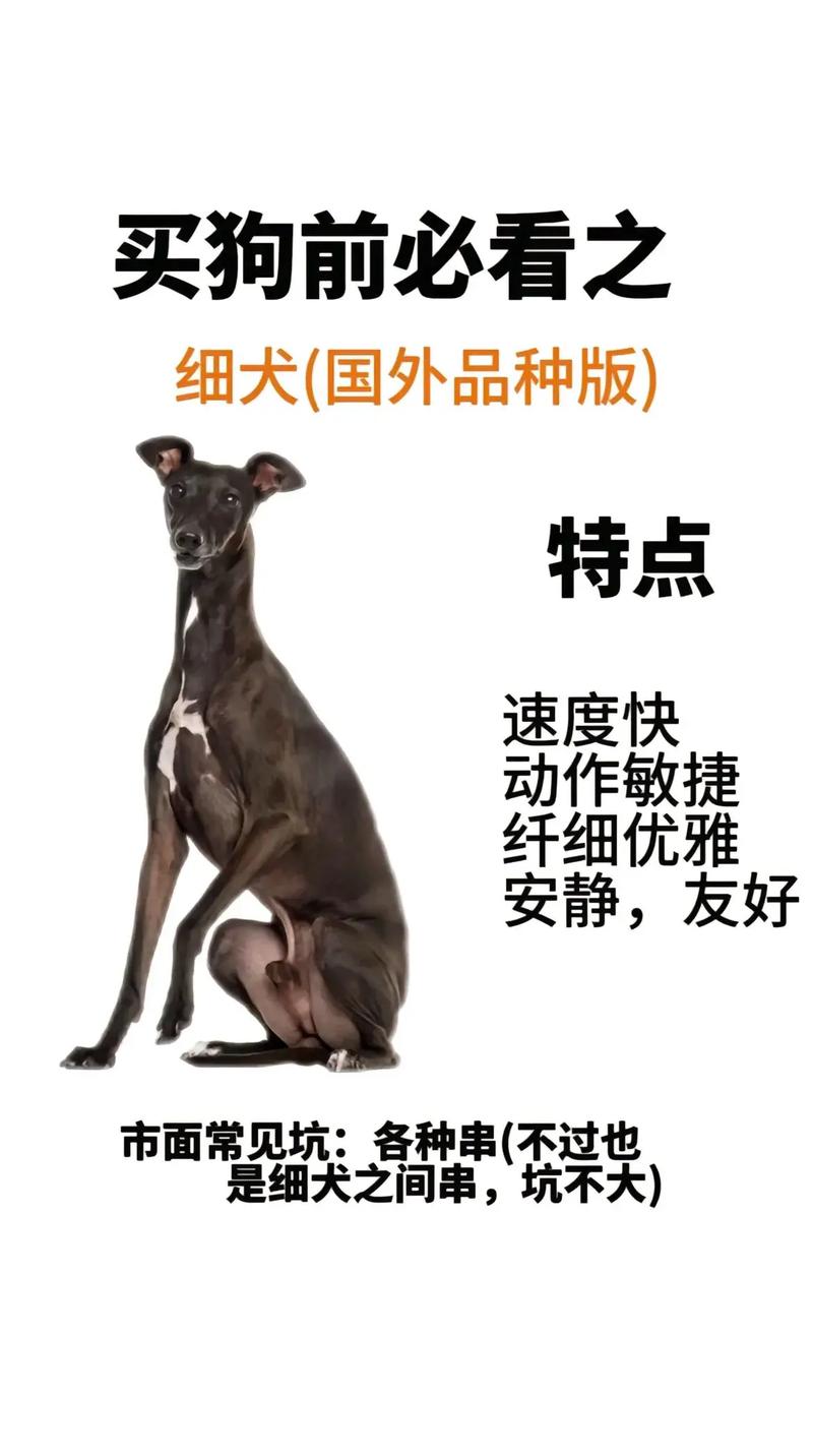 细狗视频免费入口地址下载v8.0.8