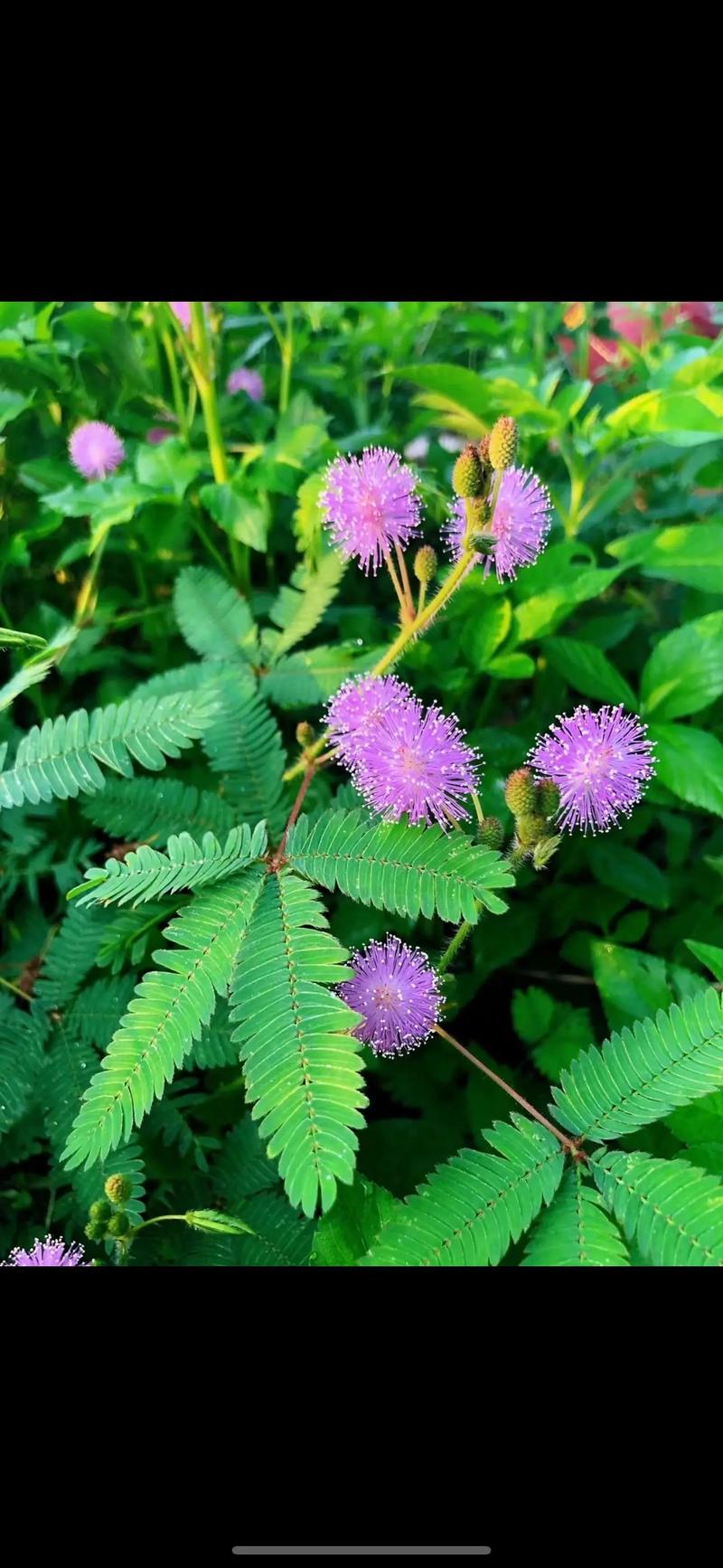 含羞草视频2025最新版下载v8.0.8