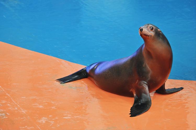 海狮视频纯净版下载截图