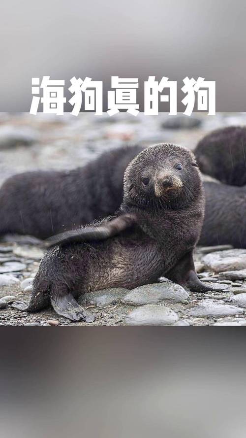 海狗视频破jie版最新版本下载v1.0.2