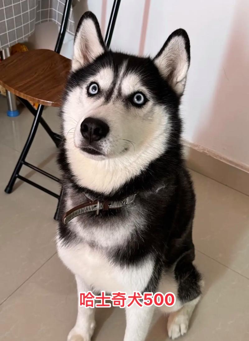 哈士奇斗虎app手机版