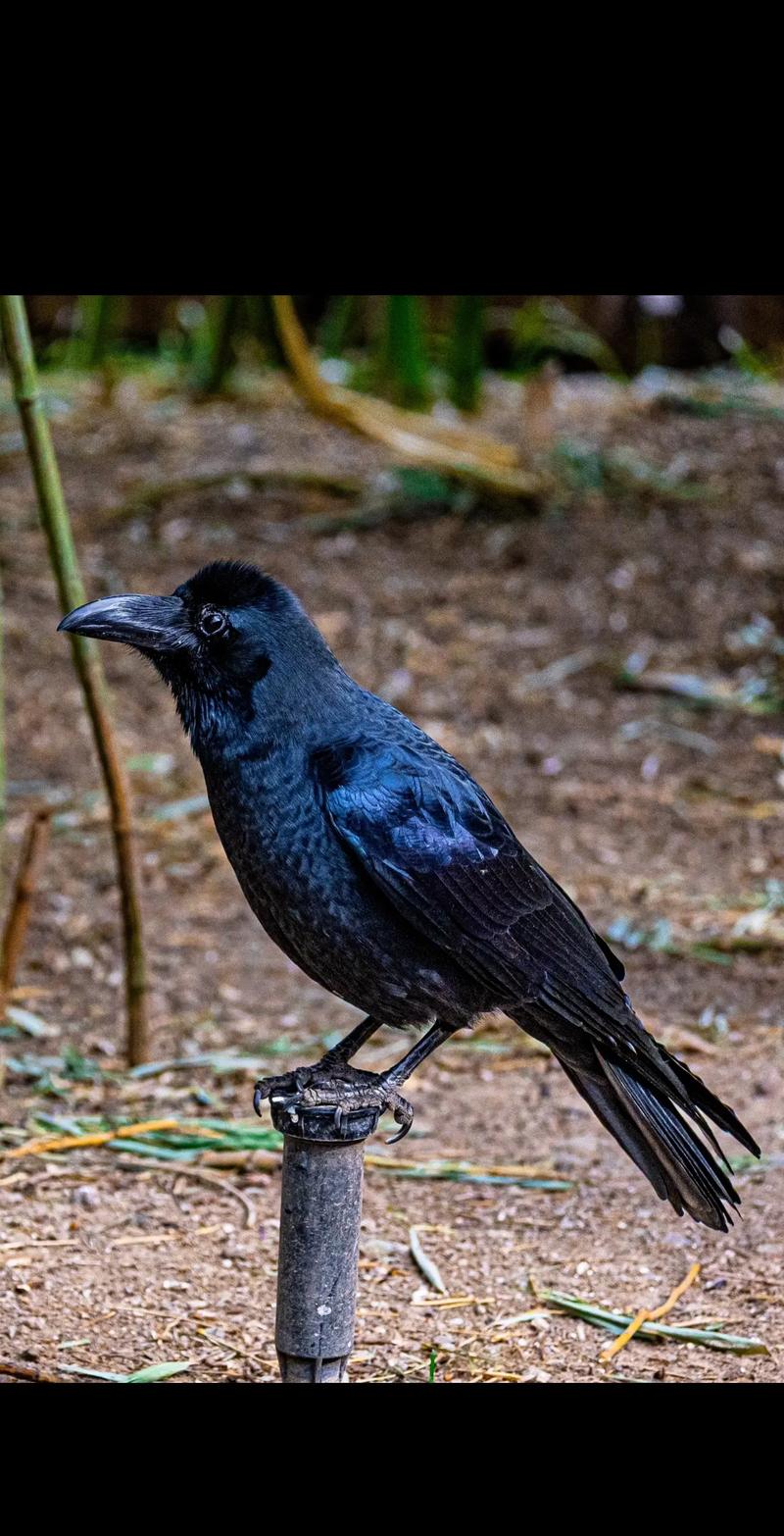 乌鸦搜app手机最新版