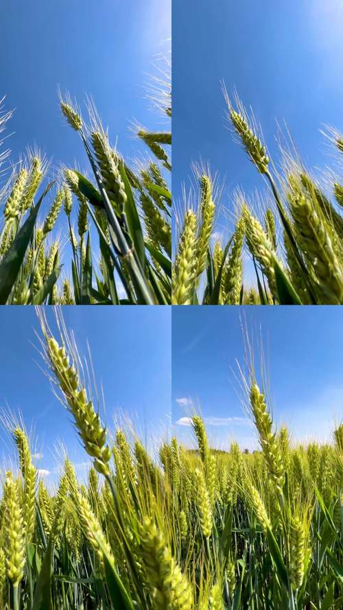 麦子下载器app手机版下载v1.0.6最新版