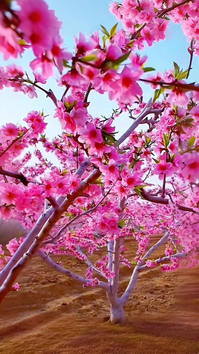 桃花直播2025手机版截图