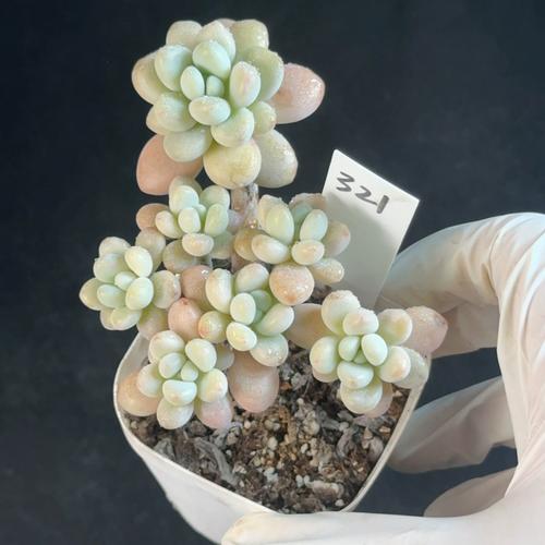 洛神直播下载平台截图