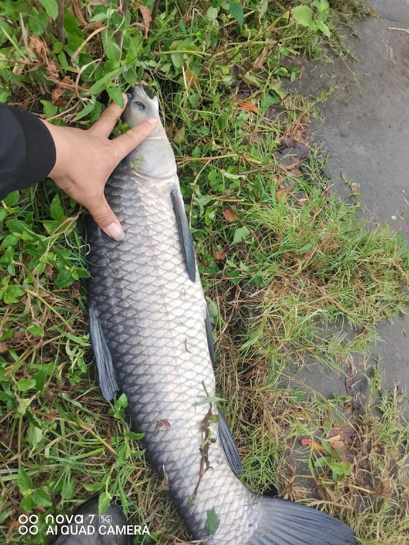 青鲤直播手机版