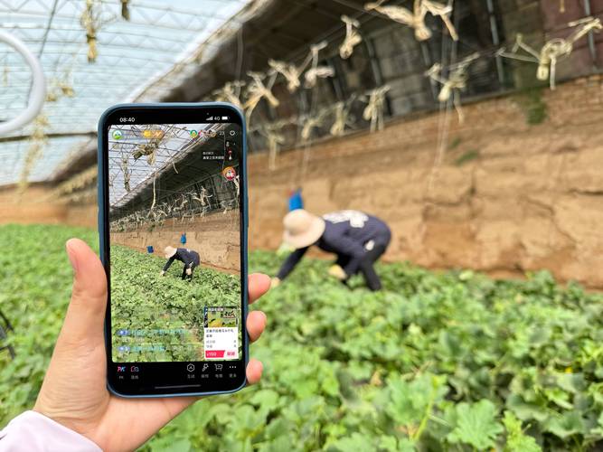 甜瓜直播视频官网