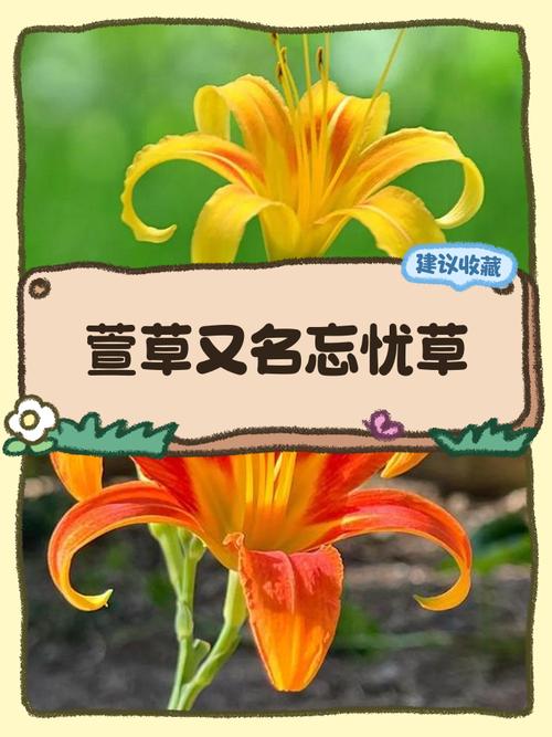 忘忧草视频下载平台