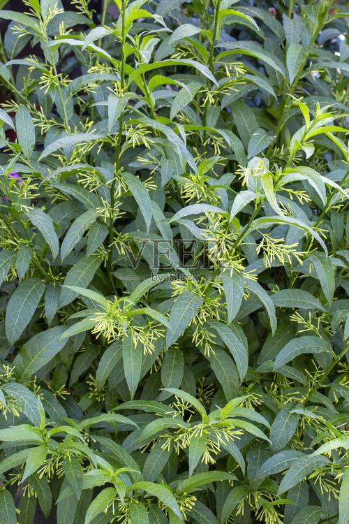 夜来香直播安卓下载