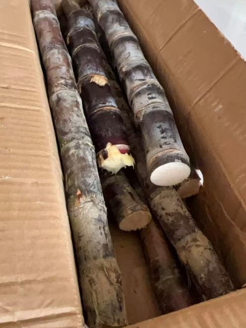 甘蔗视频老版截图