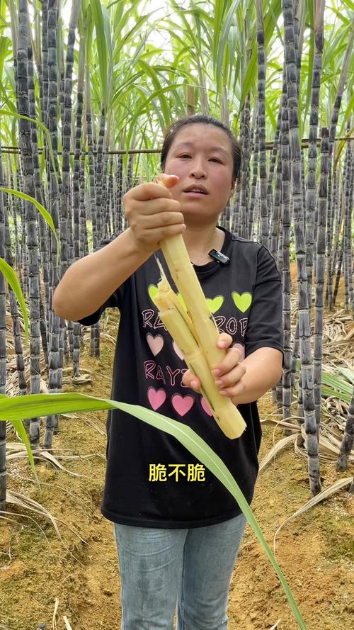 甘蔗视频升级版