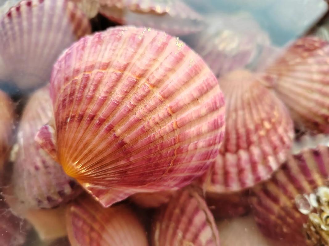 扇贝视频下载平台