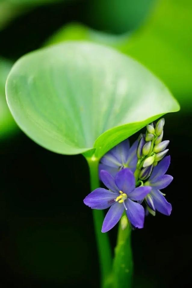 久花视频下载截图