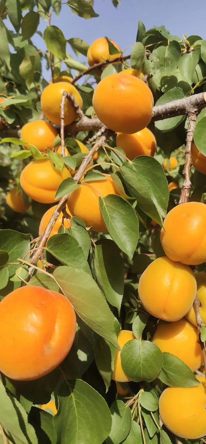 甜杏视频下载网址