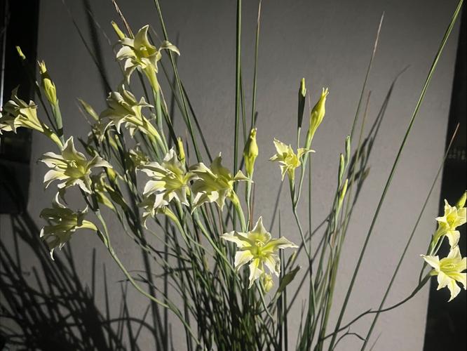 久花视频下载免费截图