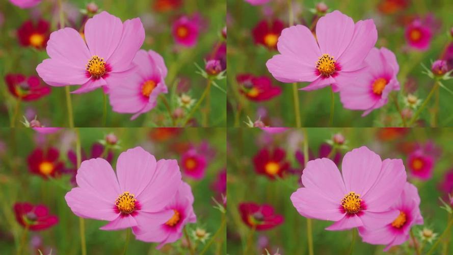 花田视频直播下载