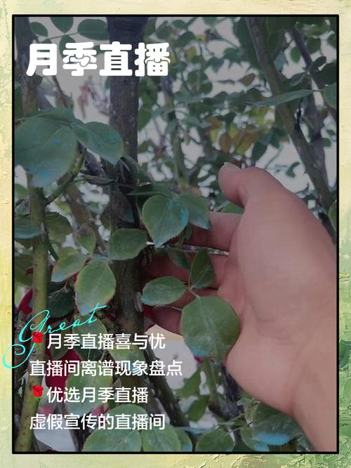 月季直播在线下载截图