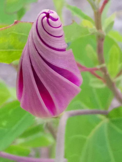 含苞视频下载安装