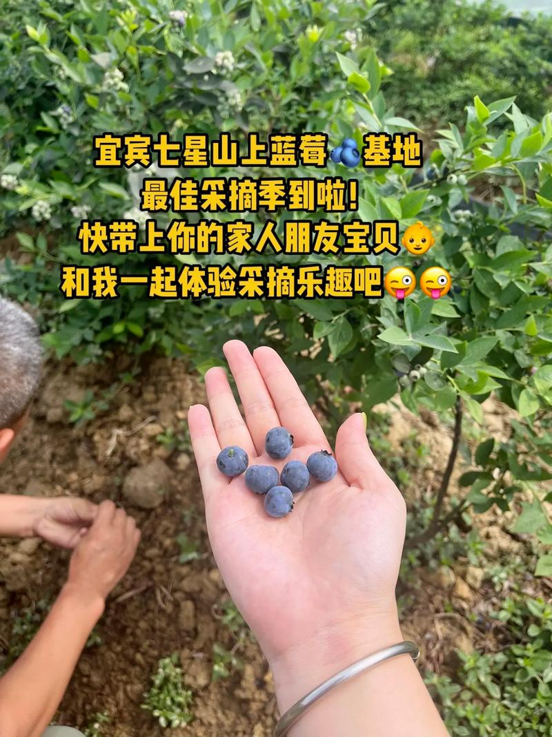 蓝莓直播下载地址